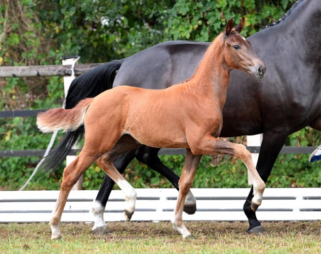 Filly by Vitalis x Fidertanz x  Londonderry - Born 1 May 2018 :: Photo © Kiki Beelitz