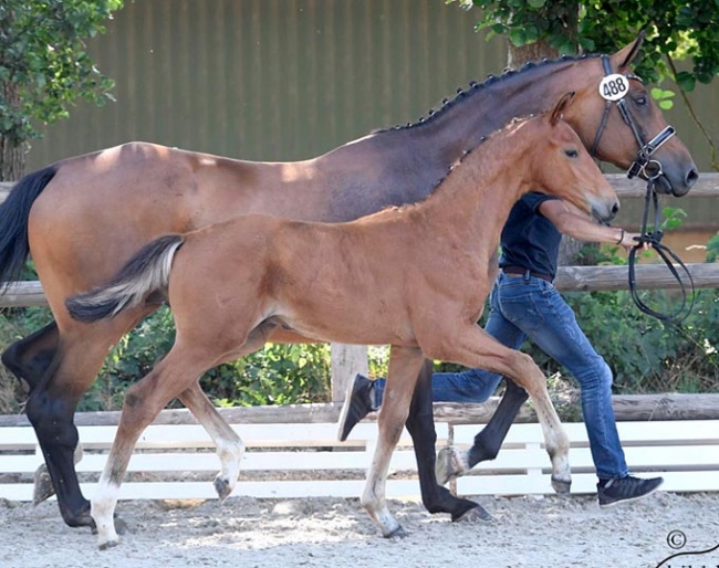 Vito Rubin (by Vitalis x Sir Donnerhall I x Rubinstein) :: Photo © Kiki Beelitz