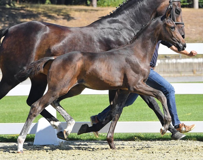 Da Vinci (by Danone I x Welt Hit II), Dante Weltino's full brother :: Photo © Beelitz