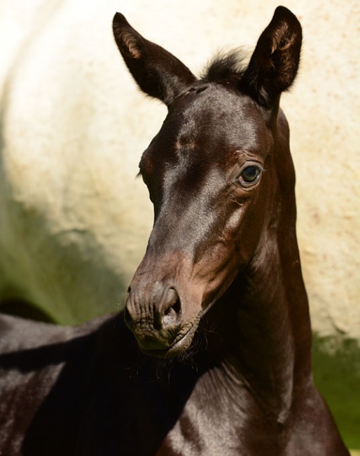 Dalerion, full brother to German WEG Team gold medalist Dalera BB, up for auction at the 2018 Trakehner Stallion Licensing :: Photo © Ulrike Sahm-Lütteken