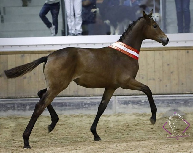 Contenance C, 2018 Austrian Warmblood Dressage Filly Champion :: Photo © Team Myrtill