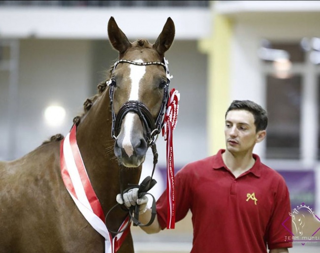 Geraldine Chaplin wins the 4-year old division at the 2018 Austrian Warmblood Mare Championship :: Photo © Team Myrtill