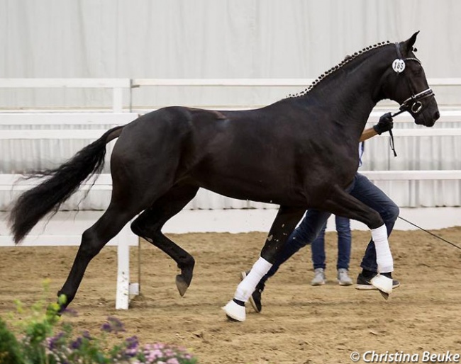 A Bon Coeur x Florestan accepted at the Verden pre-selection for the 2018 Hanoverian Stallion Licensing :: Photo © Christina Beuke
