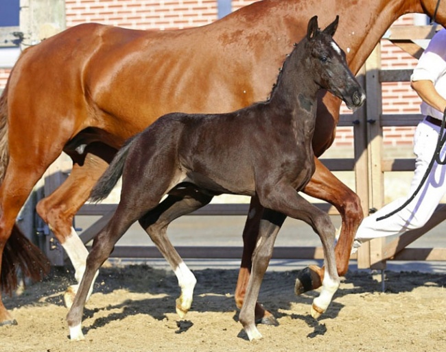 Naz Nyle Texel, best selling dressage foal at the 2018 SELL Foal Auction