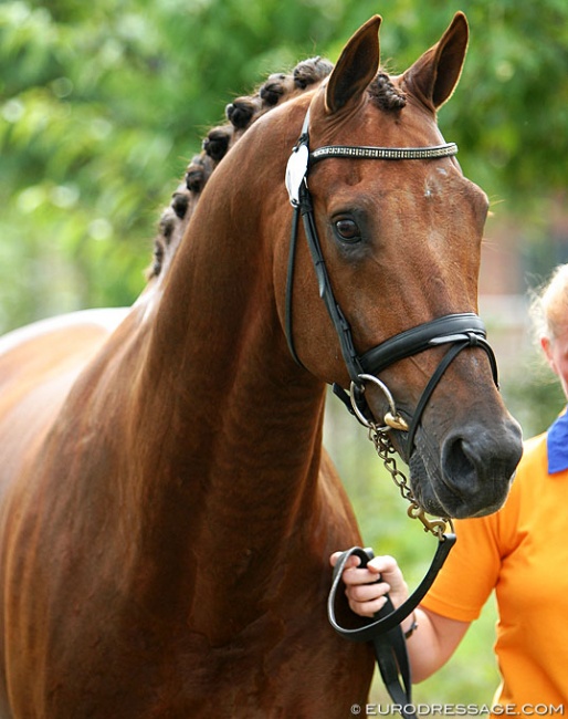 Jazz at the 2005 European Dressage Championships :: Photo © Astrid Appels