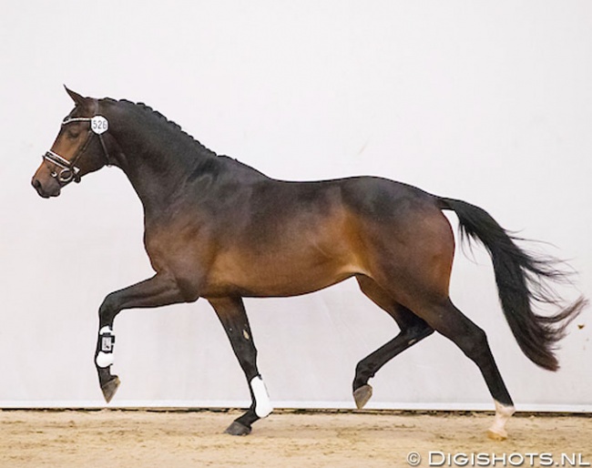 Kardam's Whisper at the 2017 KWPN Stallion Licensing Preselection :: Photo © Digishots