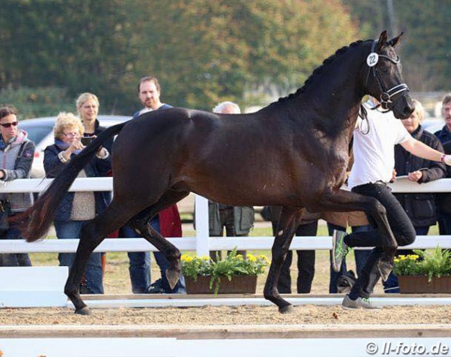 Kaiser Milton at the 2017 Trakehner Stallion Licensing :: Photo © LL-foto