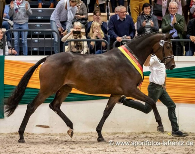 Belle Fleur is the 2018 Trakehner Mare Champion :: Photo © Stefan Lafrentz