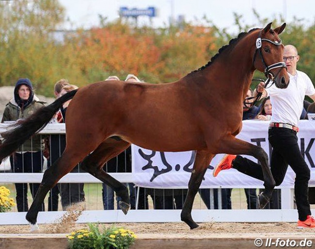 Kattenau (by Honoré du Soir x Perechlest) :: Photo © LL-foto