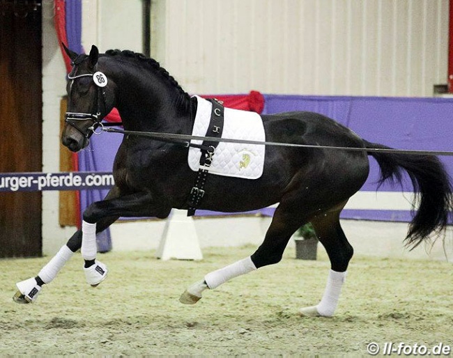 Fiderdance x Sandro Hit at the 2018 Oldenburg stallion licensing pre-selection :: Photo © LL-foto