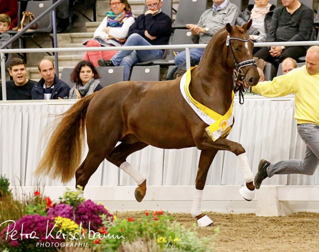 Duke (by Dimaggio x Sir Donnerhall) at the 2018 Hanoverian Stallion Licensing :: Photo © Petra Kerschbaum