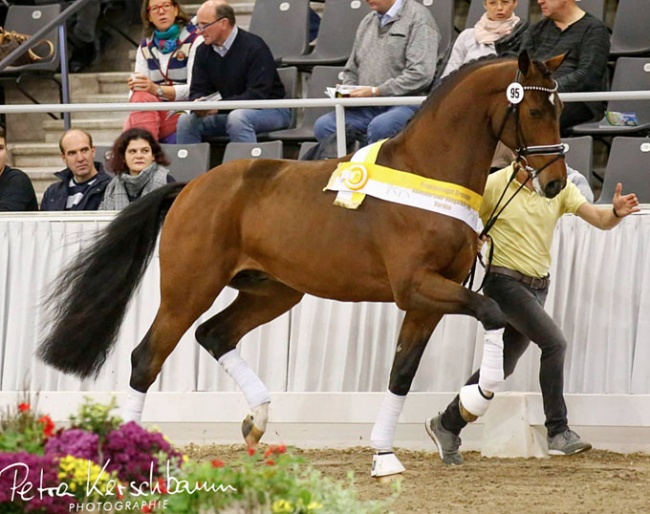 Premium stallion by Veneno x Fidertanz at the 2018 Hanoverian Stallion Licensing :: Photo © Petra Kerschbaum