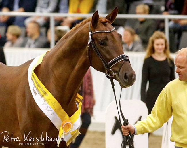 Auction record colt Vivino (by Vivaldi x Dancier) :: Photo © Petra Kerschbaum