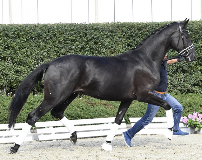 De Niro's Donnerhall (by De Niro x Rosario x Donnerhall) - Already accepted for the stallion licensing!