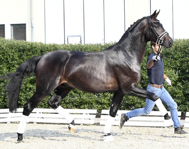 Fabrice (by For Romance x Don Schufro) - Already accepted for the Stallion Licensing !!
