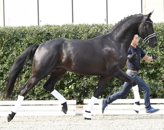 Tamino (by Totilas x De Niro x Sir Donnerhall)