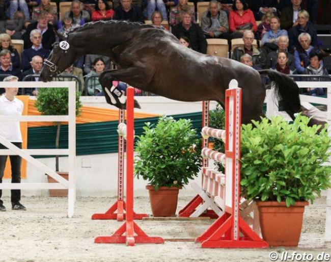 Kaiser Milton at the 2017 Trakehner Stallion Licensing :: Photo © LL-foto