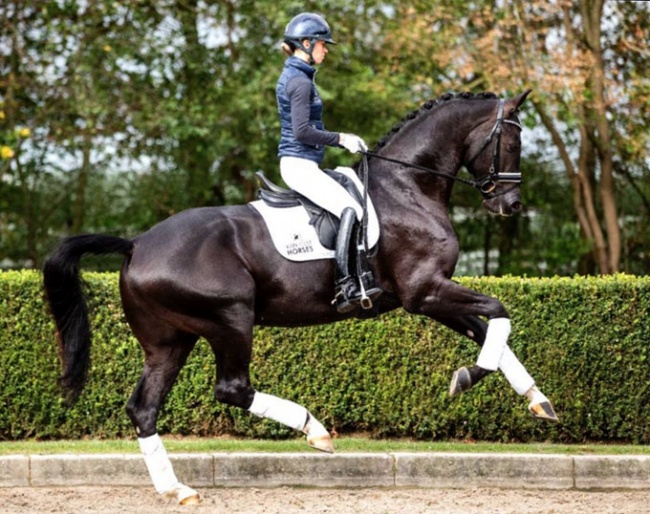 Charlotte Fry on Kjento at Gert-Jan van Olst's stallion station :: Photo © Equigeniek