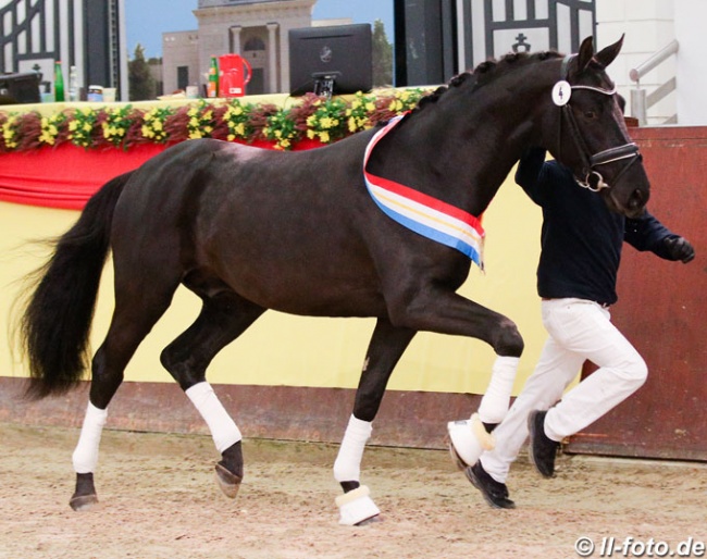 2018 Mecklenburger Licensing Champion Beau Noir (by Bernay x Salut Le Bon x Donnerschwee) :: Photo © LL-foto