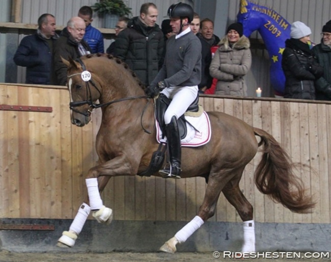 Test rider Jan M. Christensen on So Unique at the 2018 Danish Warmblood Autumn Stallion Performance Testing :: Photo © Ridehesten