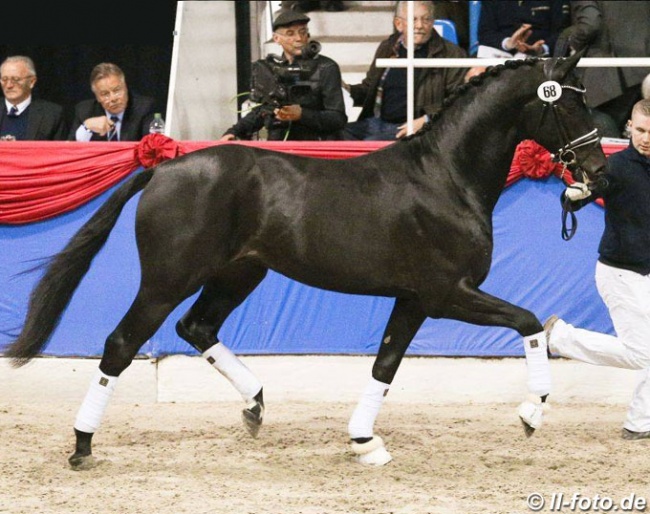 Global Player (by Grand Galaxy Win T x Don Schufro) named champion of the 2018 Oldenburg stallion licensing :: Photo © LL-foto