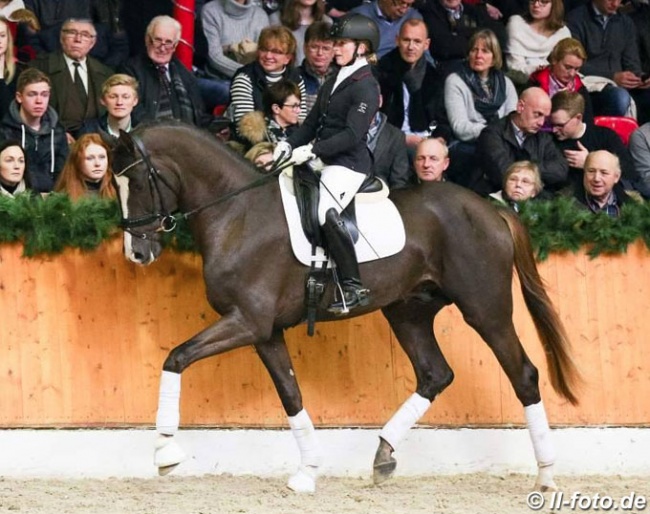 Wibke Stommel on Sezuan's Donnerhall at the PS stallion show in February 2018 :: Photo © LL-foto