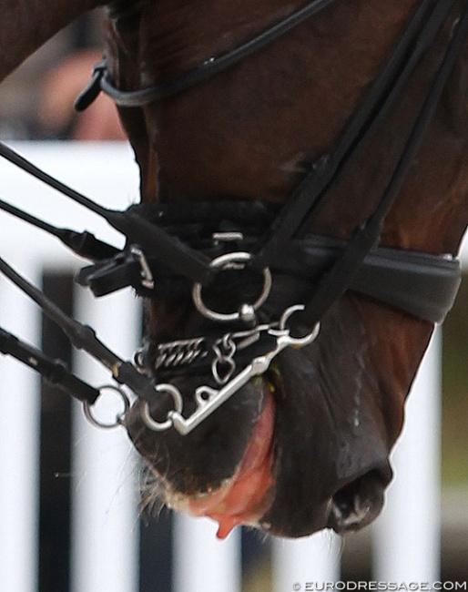 Dressage horse bleeding from the mouth :: Photo © Astrid Appels