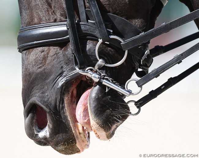 Dressage horse at a CDI competition :: Photo © Astrid Appels