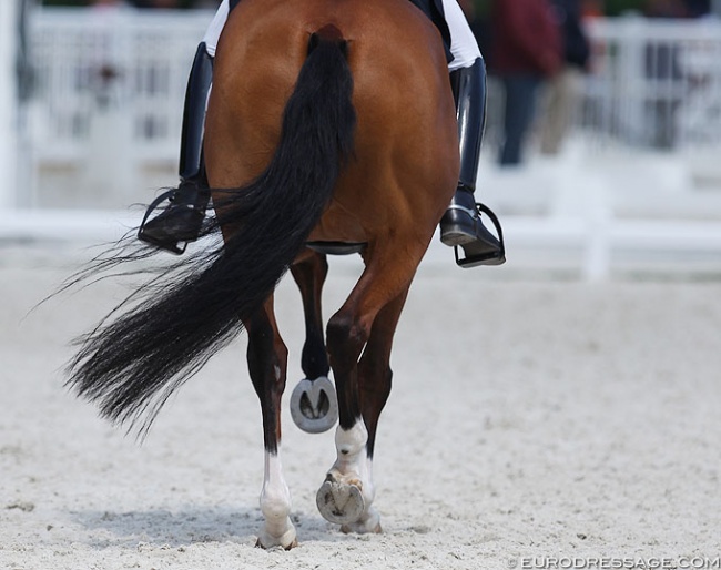 Dressage legs :: Photo © Astrid Appels