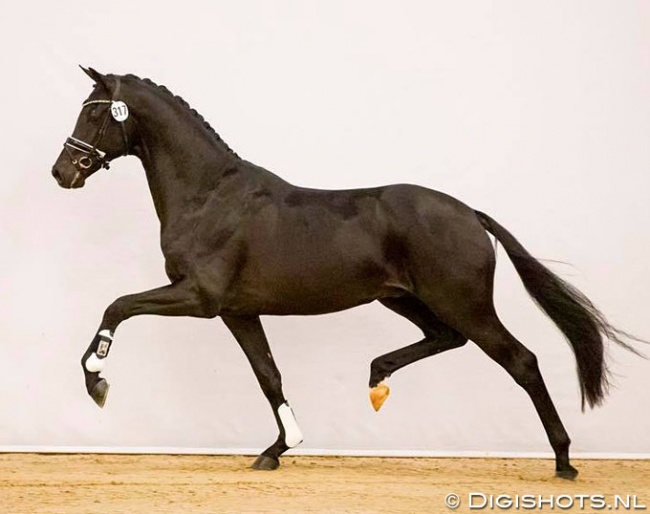 Le Formidable (by Bordeaux x Ferro x De Niro) at the pre-selection :: Photo © Digishots