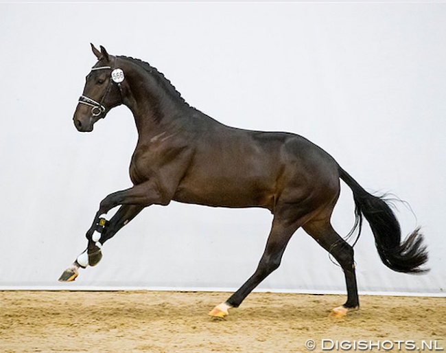 Lord Vrijenesse :: Photo © Digishots