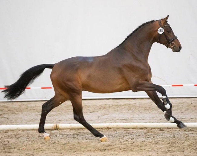 2016 Belgian Warmblood Foal Champion Quiz Me Quick van de Kempenhoeve accepted for the second phase of the 2019 KWPN Stallion Licensing :: Photo © Digishots