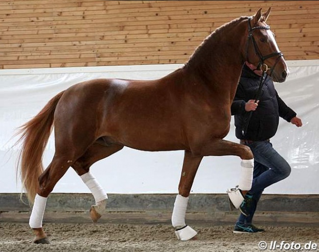 Gestut Westfalenhof's Sezarion (by Sezuan x Sandro Hit) :: Photo © LL-foto