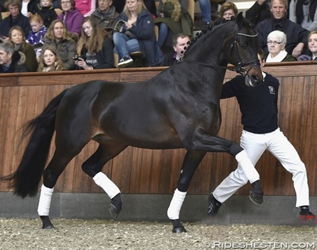 Blue Hors Rockefeller :: Photo © Ridehesten