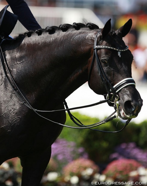 Totilas at the 2015 European Championships in Aachen :: Photo © Astrid Appels