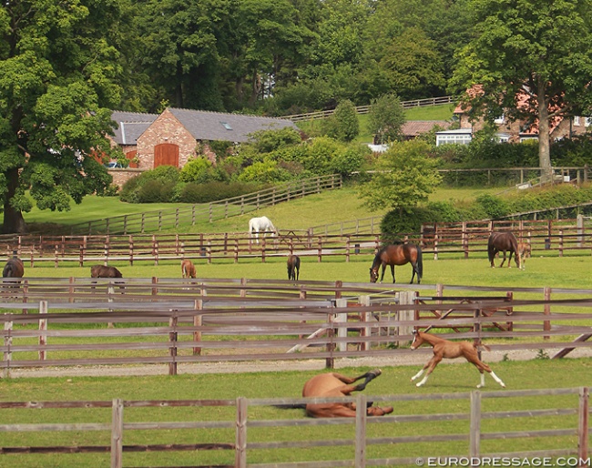 Mares and foals in the field :: Photo © Astrid Appels