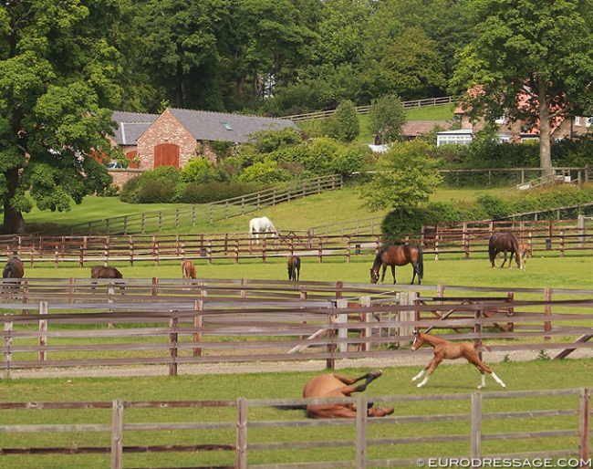 Mares and foals in the field :: Photo © Astrid Appels