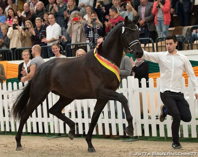 Kaiser Milton at the 2017 Trakehner Stallion Licensing :: Photo © Jutta Bauernschmitt