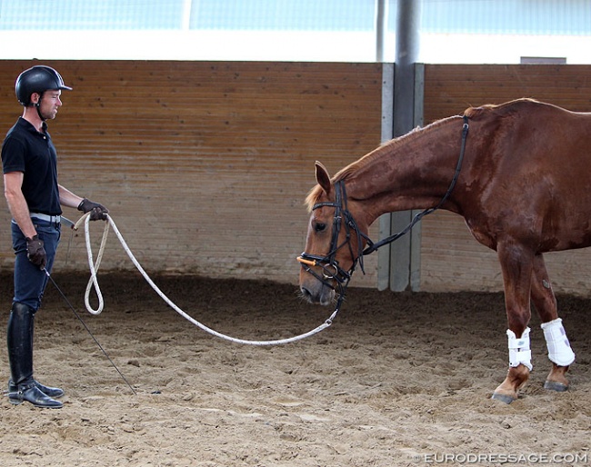 Warwick McLean training a young horse :: Photo © Astrid Appels