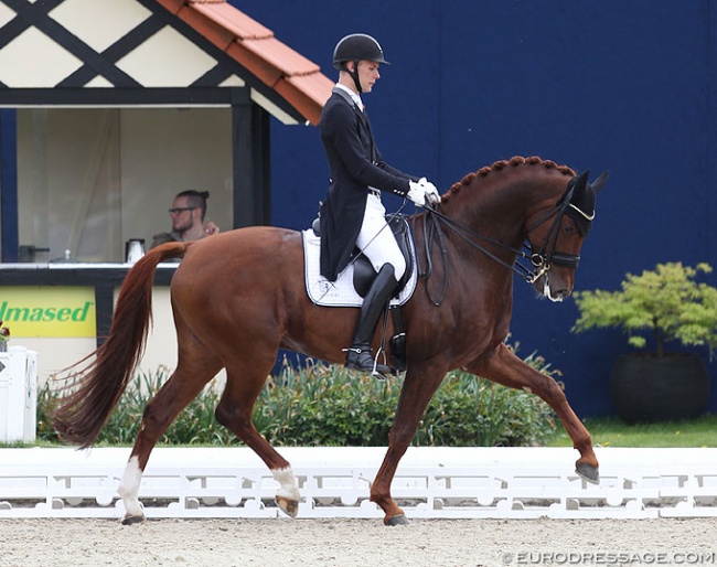 2018 Louisdor Cup winner Blue Hors Veneziano at the first qualifier of the 2018 show season at Hof Kasselmann in Hagen :: Photo © Astrid Appels