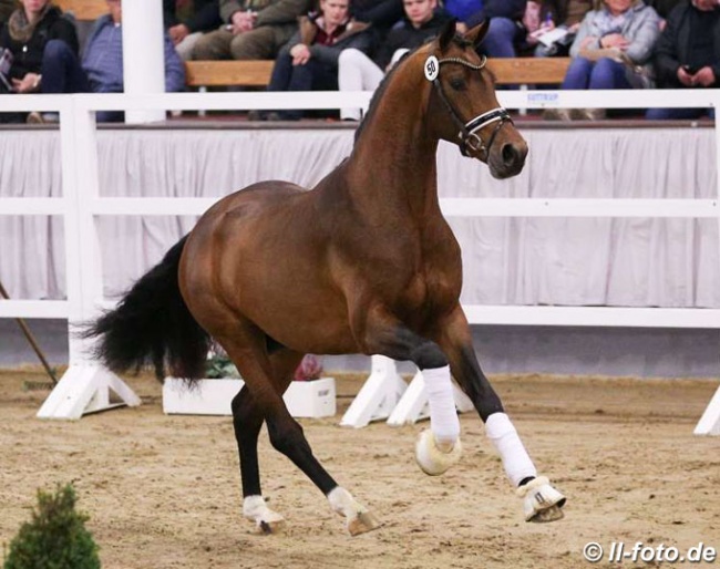 Vaderland (by Vitalis x Krack C x Contango) :: Photo © LL-foto