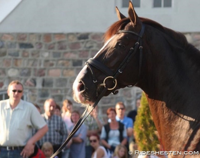 Blue Hors Don Schufro with Blue Hors breeding director Esben Moller in the background :: Photo © Ridehesten