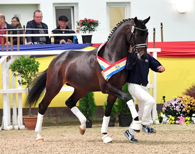 The 2018 Mecklenburg Licensing Champion Top Level (by Top Gear x Foundation), bred by Paul Schockemöhle :: Photo © Redefin