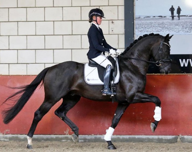 D'Joep (by Desperado x Ferro), high scorer of the 2019 NRPS Stallion Performance Test :: Photo © NRPS