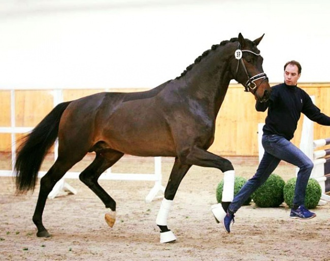 Tolegro's Son (by Tolegro x Welt Hit VI) :: Photo © LL-foto
