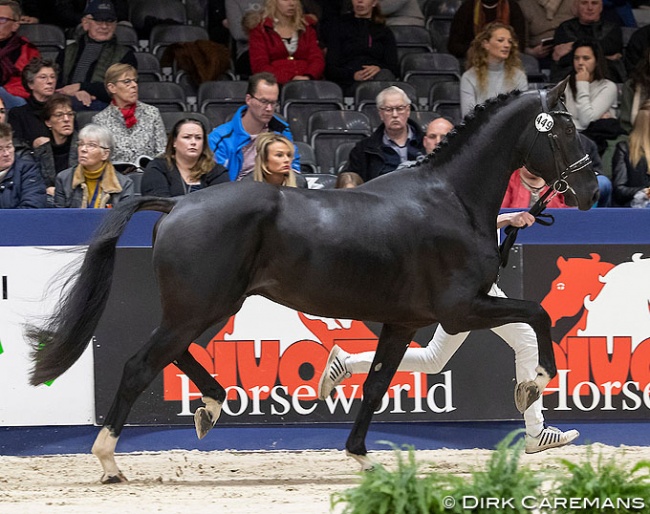 Landmark Texel at the 2019 KWPN Stallion Licensing :: Photo © Dirk Caremans