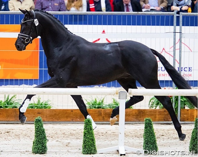 Le Formidable (by Bordeaux x Ferro x De Niro) :: Photo © Digishots