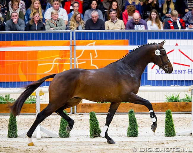 Leopard M, aka Blue Hors Livius, at the 2019 KWPN Stallion Licensing :: Photo © Digishots