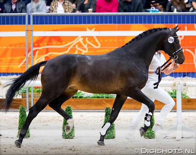 Liverpool (by Apache x Ferro) at the 2019 KWPN Stallion Licensing :: Photo © Astrid Appels