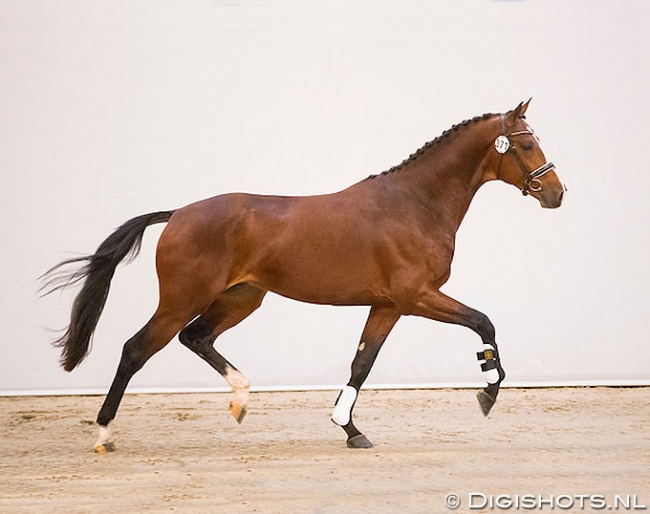 Luca Brasi at the pre-selection days for the 2019 KWPN Stallion Licensing :: Photo © Digishots